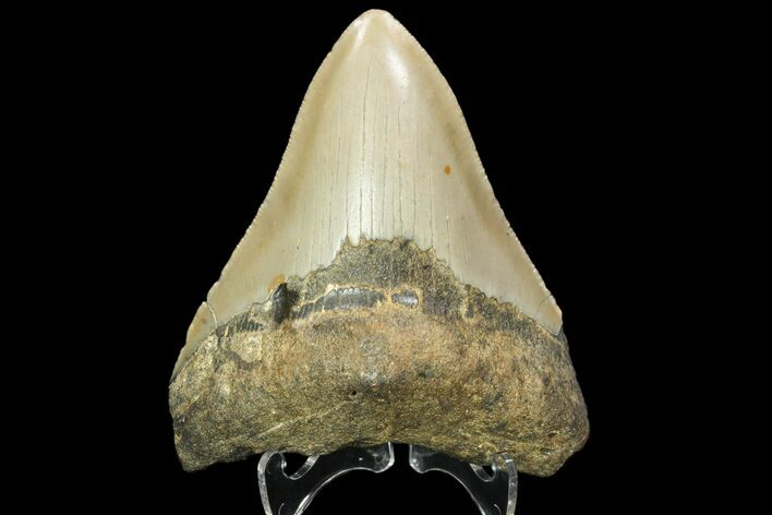 Bargain, Megalodon Tooth - North Carolina #89787